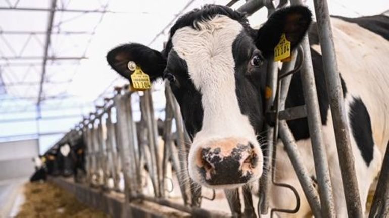 Fièvre catarrhale en Belgique : les exportations de bovins belges au point mort