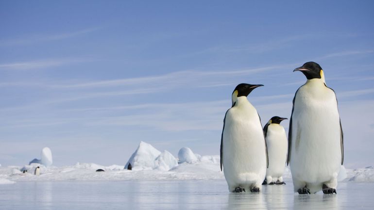 Protection de la faune, aires marines, réchauffement climatique& la protection de l'Antarctique au centre des discussions à Helsinki