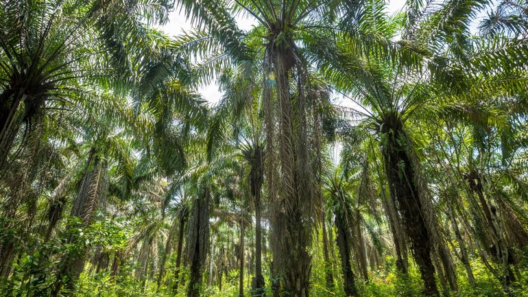 Face à la pénurie, l'Indonésie va interdire les exportations d'huile de palme