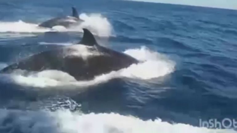 Sud de l'Espagne : de nombreux bateaux mystérieusement attaqués par des orques