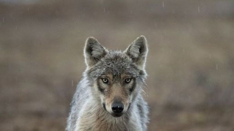 Un loup renversé mortellement dans le Limbourg