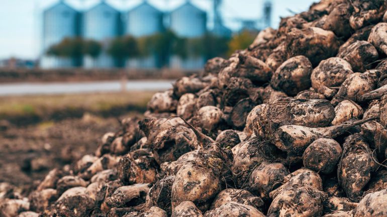 La saison des betteraves est lancée : vers une année prometteuse ?
