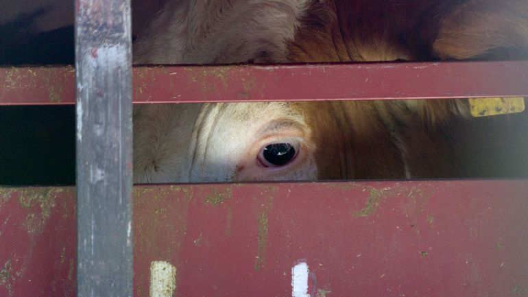 La Flandre interdit le transport routier d'animaux hors de l'UE pendant l'été
