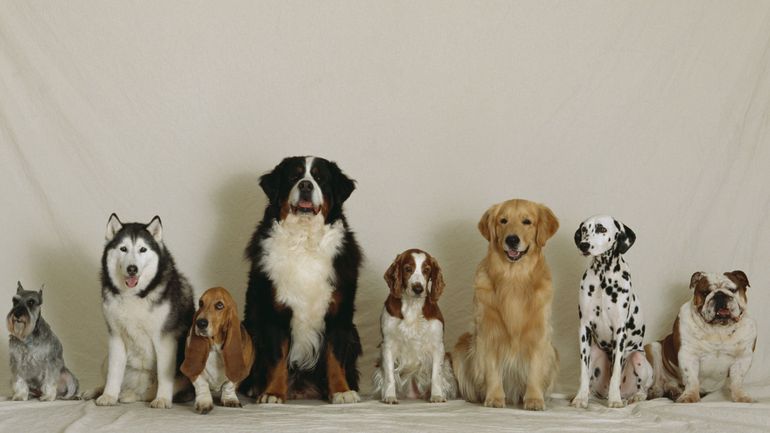 Tout savoir sur les Welsh Corgi, la race de chien préférée de la Reine