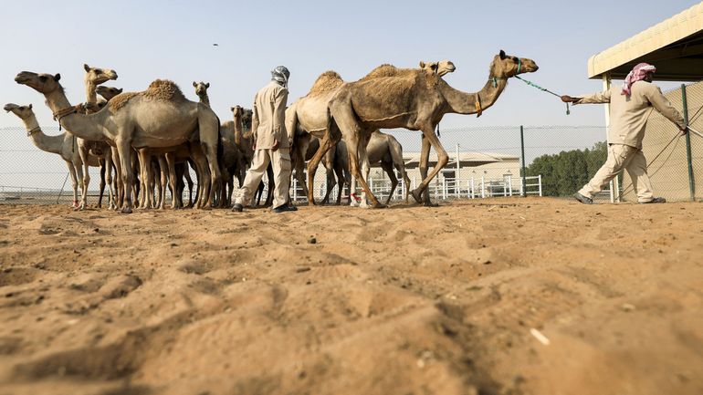 A Dubaï, le business des chameaux clonés pour gagner courses et concours de beauté