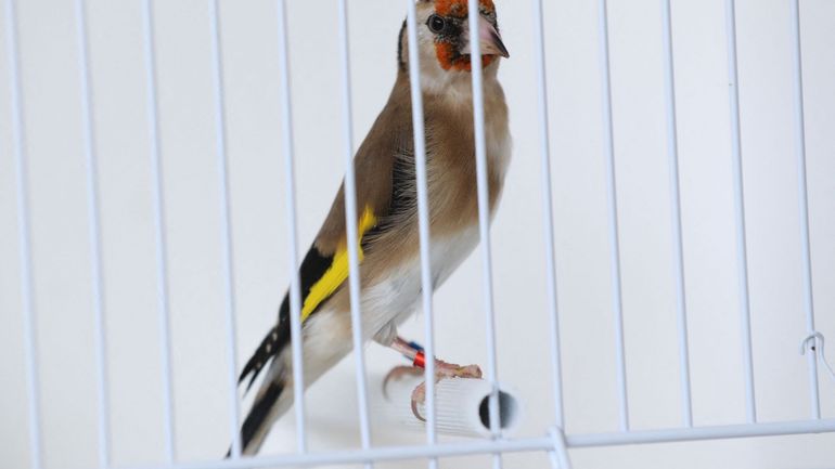 Braconnage d'oiseaux rares : un piège à la glu découvert à Vilvoorde