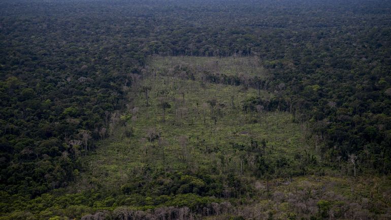 En 2021, l'Amazonie a perdu en moyenne 18 arbres par seconde