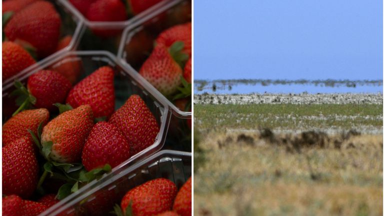 Espagne : guerre de l'eau autour de la production des fraises andalouses