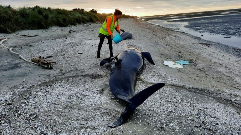 Nouvelle-Zélande : une vingtaine de cétacés échoués retrouvés morts