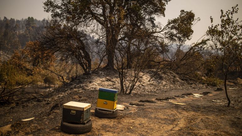 Incendies en Grèce : des villageois évacués en raison d'un nouveau feu de forêt sur l'île d'Eubée