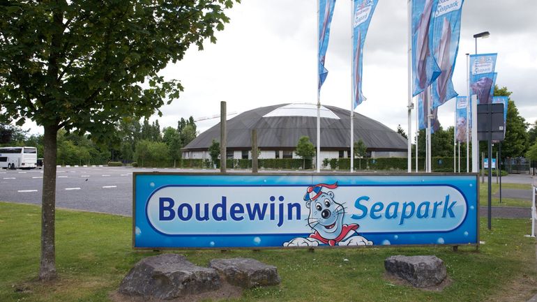 Un marsouin commun s'est échoué à Middelkerke, il a été emmené au Boudewijn Seapark