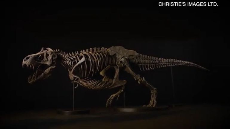 De faux squelettes de T-Rex proposés à plusieurs dizaines de millions de dollars : une arnaque planétaire
