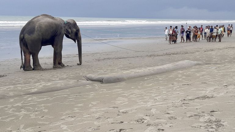 Bangladesh: deux éléphants, affamés et égarés sur une plage, ont été sauvés