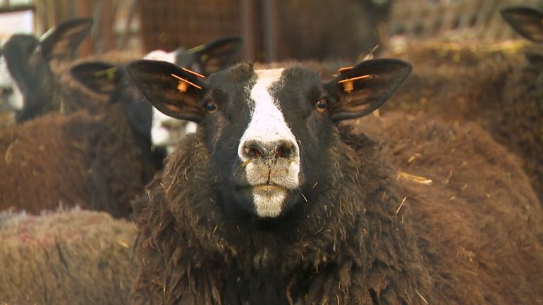 Maladie de la langue bleue : une année 2024 éprouvante pour les éleveurs de moutons