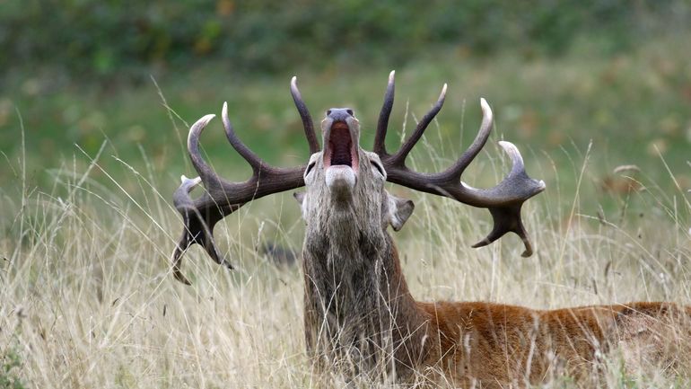 La chasse au cerf et au sanglier prolongée d'un mois : 