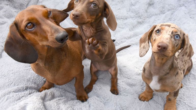 Allemagne : vingt chiots à destination de la Belgique découverts dans une voiture