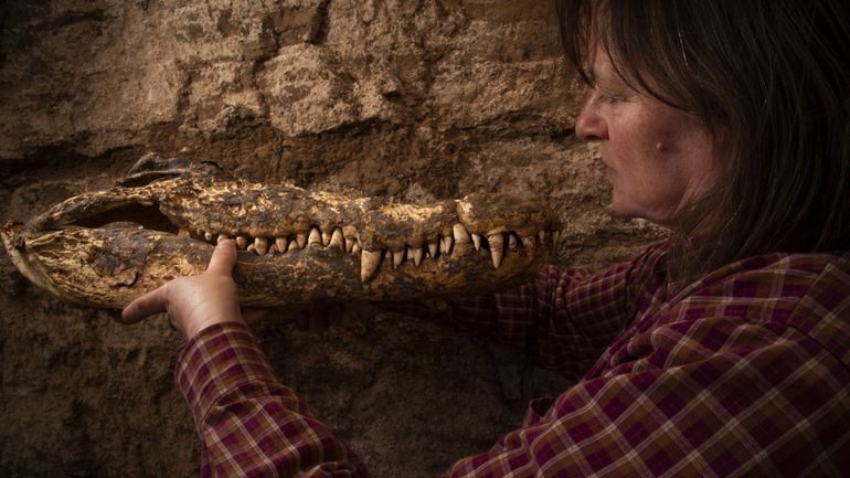 Dix crocodiles retrouvés en Egypte dans une tombe intacte nous révèlent de nouvelles pratiques de momification.