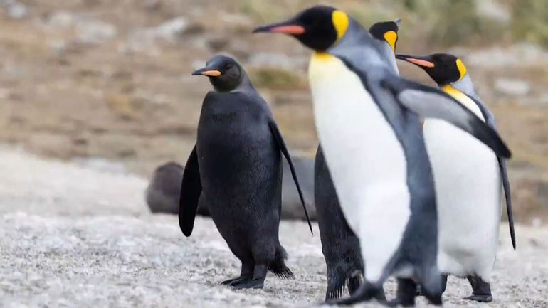 Découverte rare en Antarctique : des photographes belges repèrent un manchot royal entièrement noir