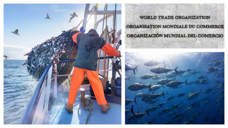Pêche : l'OMC, réunie à Genève, promet des millions aux pays en développement pour qu'ils signent un accord