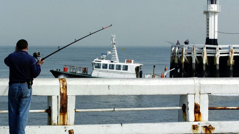 À la mer du Nord, les filets de pêche pouvant blesser les marsouins et phoques bientôt interdits