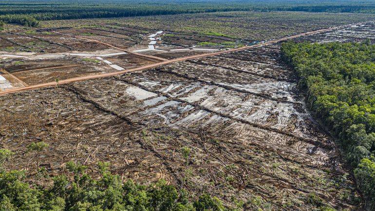 Loi contre la déforestation : la Commission européenne propose un nouveau report d'un an