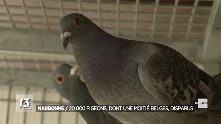 Disparition de 20.000 pigeons lors d'une course internationale : la fédération belge présente ses excuses
