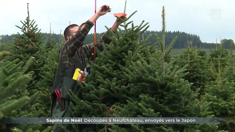 Noël avant l'heure : des sapins découpés à Neufchâteau pour être envoyés... au Japon