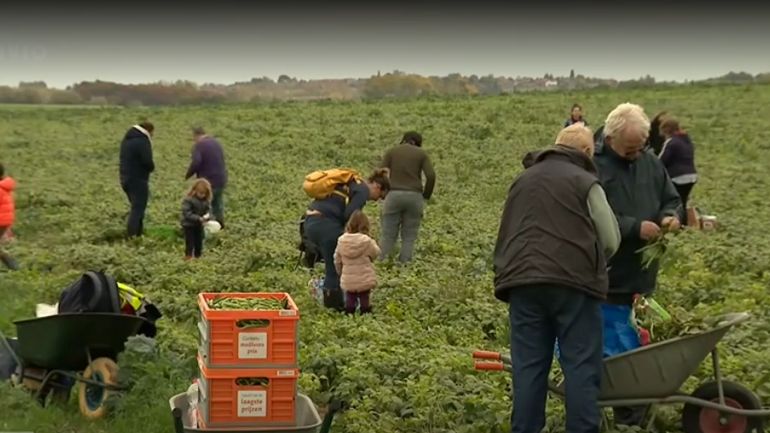 Des glaneurs solidaires sur un champ de haricots non récoltés à Beauvechain