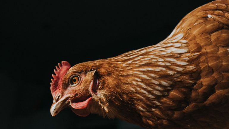 Grippe aviaire: les Pays-Bas confinent à l'intérieur toute leur volaille