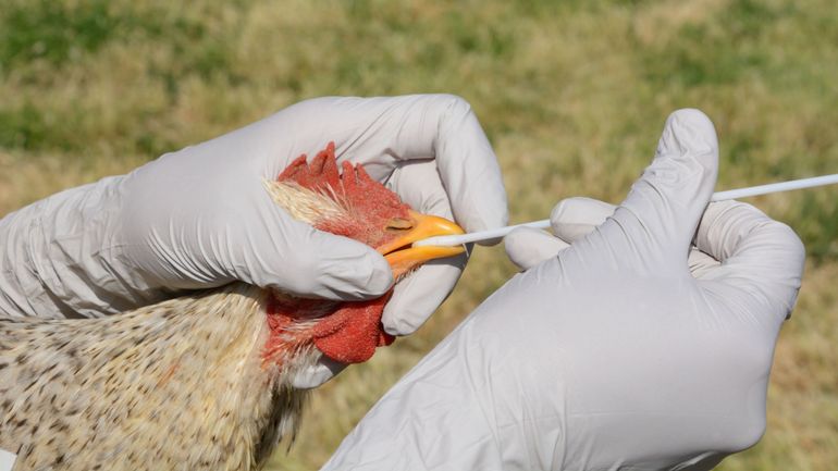 Premier cas mondial chez l'être humain de grippe aviaire H10N3 : une potentielle pandémie ou une broutille ?