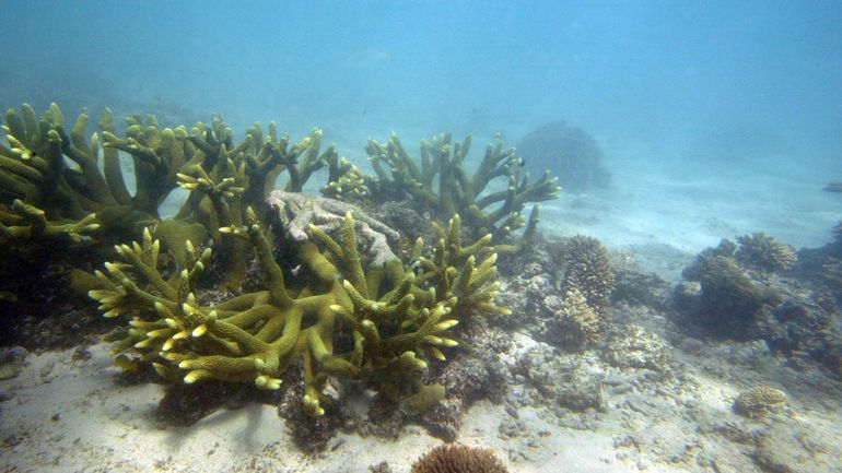 Malgré sa détérioration, la Grande Barrière de corail évite d'être reconnue comme site en péril