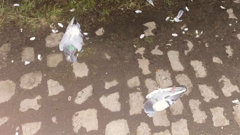 Des dizaines de pigeons empoisonnés à Marchienne-au-Pont