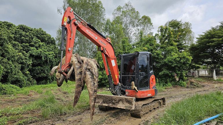 Inondations en Thaïlande : 125 crocodiles du Siam d'une ferme d'élevage abattus, par crainte qu'ils ne s'échappent durant les crues