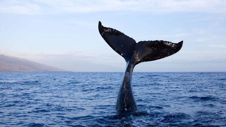 France: opération pour ramener en mer une baleine coincée dans un fleuve