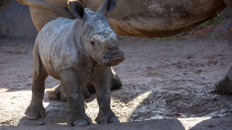 Brugelette : naissance d'un rhinocéros blanc à Pairi Daiza
