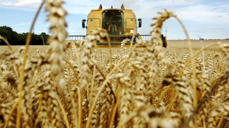 Guerre en Ukraine : 200.000 tonnes de céréales perdues dans la région occupée de Kherson