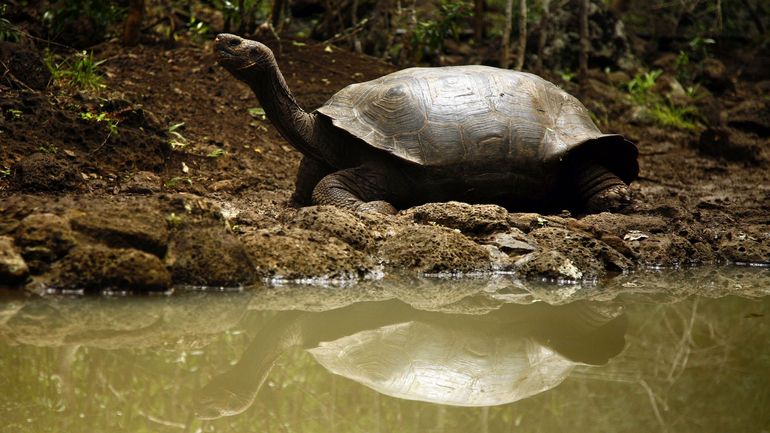 Biodiversité : aux Galapagos, une nouvelle espèce de tortue géante a été détectée par son ADN