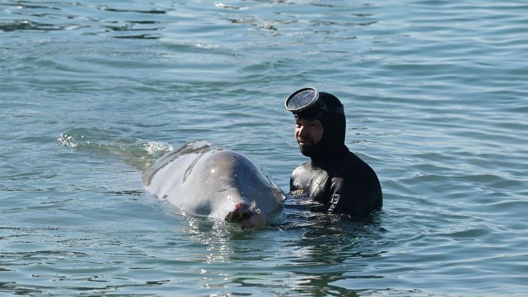Grèce : une jeune baleine blessée échoue sur une plage près d'Athènes