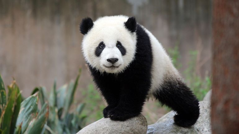 Les pandas existent-ils vraiment ? Le débat fait rage autour d'une théorie conspirationniste qui passionne les jeunes générations