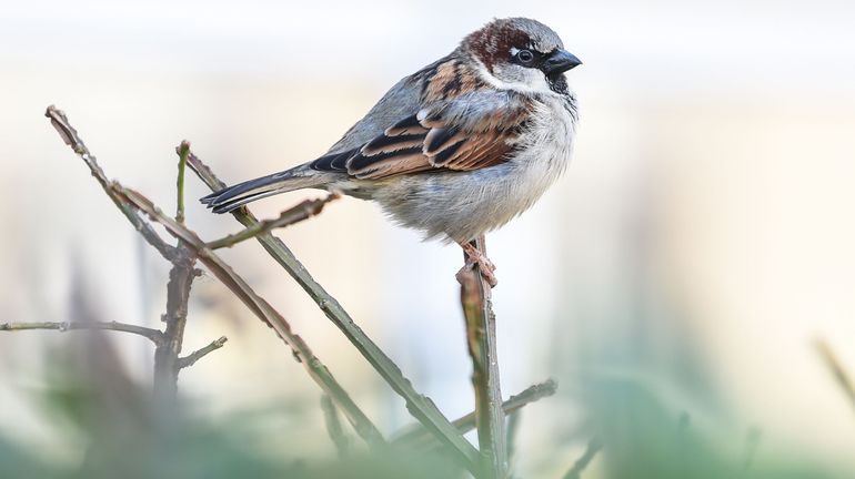 Un quart des oiseaux ont disparu en 40 ans en Europe, principalement à cause de l'agriculture intensive