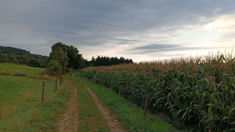 Météo en Belgique : souvent gris ce samedi matin, plus d'éclaircies attendues l'après-midi