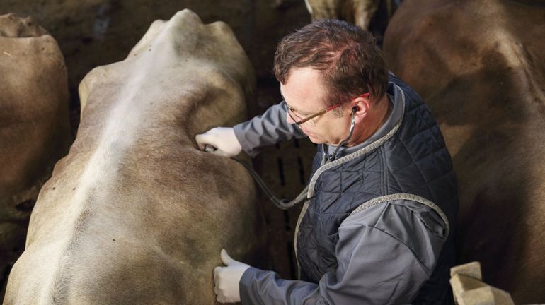 Surexposition au burn-out, astreinte animale : les vétérinaires tirent la sonnette d'alarme à la Foire de Libramont