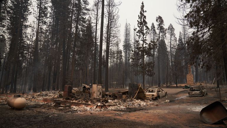 Incendies : les forêts peuvent-elles se régénérer ?