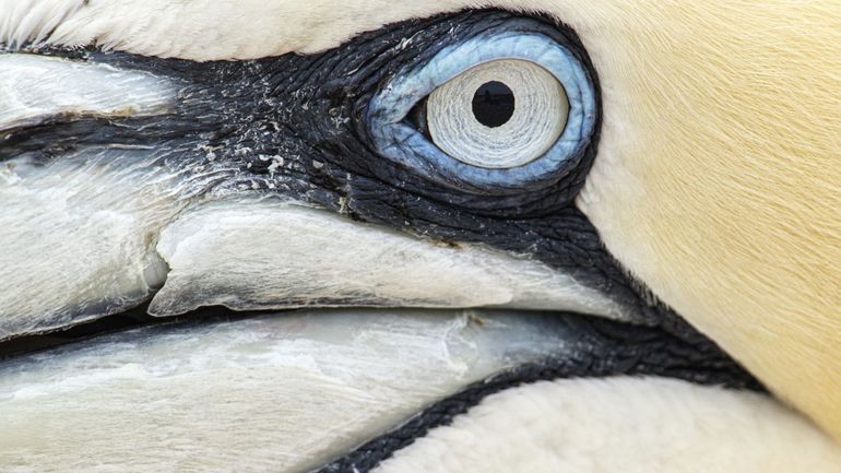 Grippe aviaire au Royaume-Uni : des populations d'oiseaux marins ont été décimées à cause de plusieurs épizooties