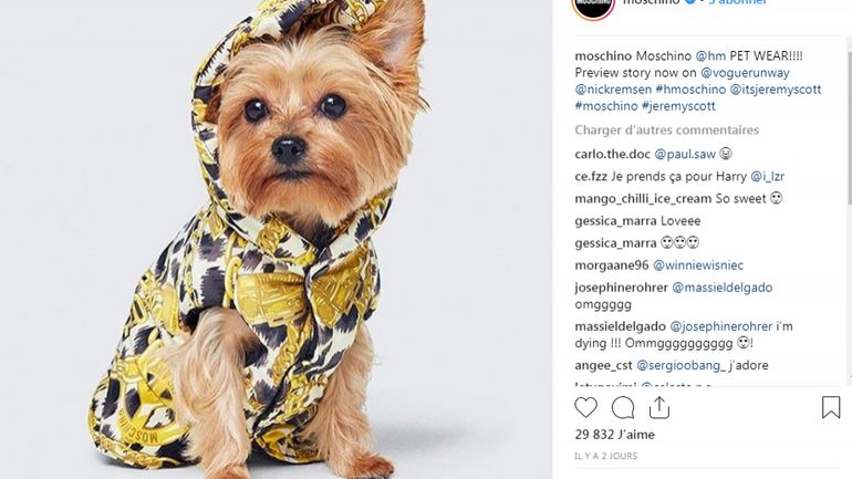 H M sort une ligne de vetements pour chiens RTBF Actus