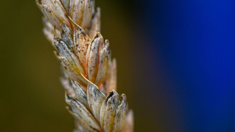 États-Unis : deux chercheurs chinois accusés d'avoir introduit un champignon toxique sur le territoire