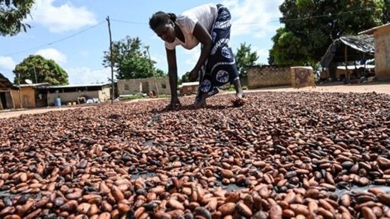 Le prix du cacao atteint son plus haut niveau depuis six ans à Londres
