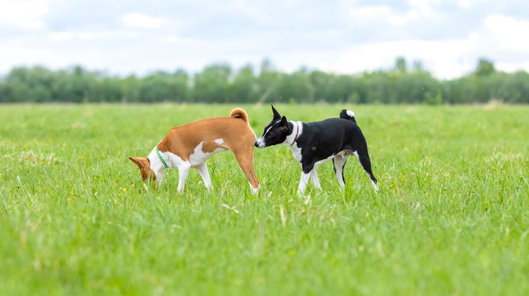 Pourquoi les chiens se reniflent-ils le derrière ?
