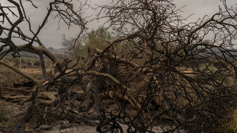 Incendies de forêt sous contrôle en Sardaigne