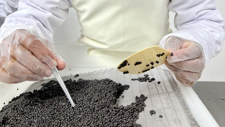 Quand Madagascar rime avec caviar : produire ce mets de luxe dans l'Océan indien, le pari fou de trois investisseurs français